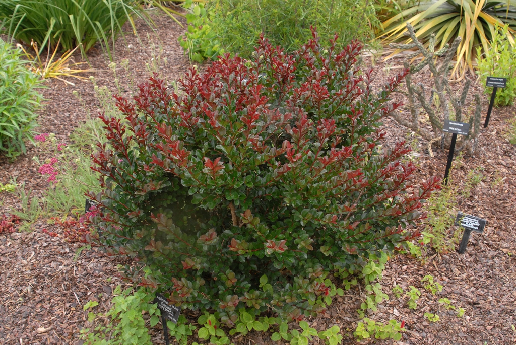 Lagerstroemia indica