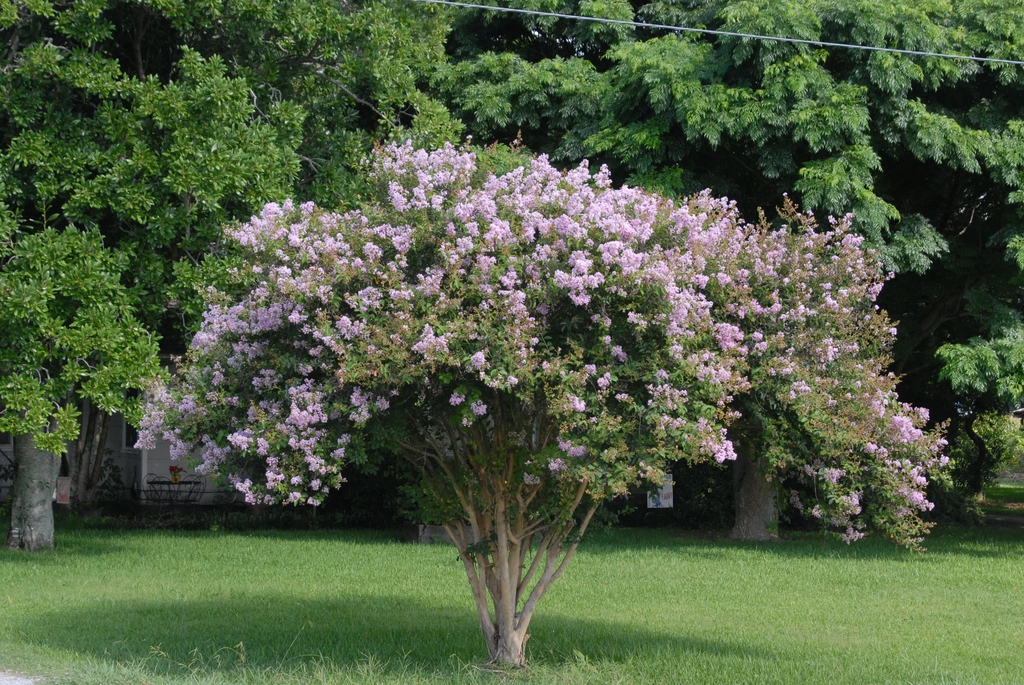 Lagerstroemia indica