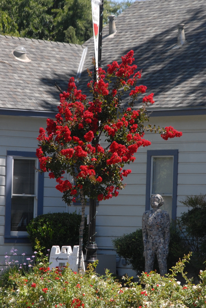 Lagerstroemia indica