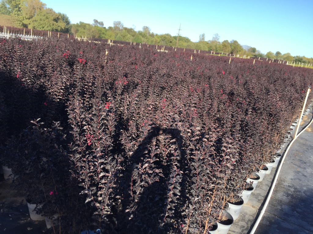 Lagerstroemia indica "Black Diamond" form