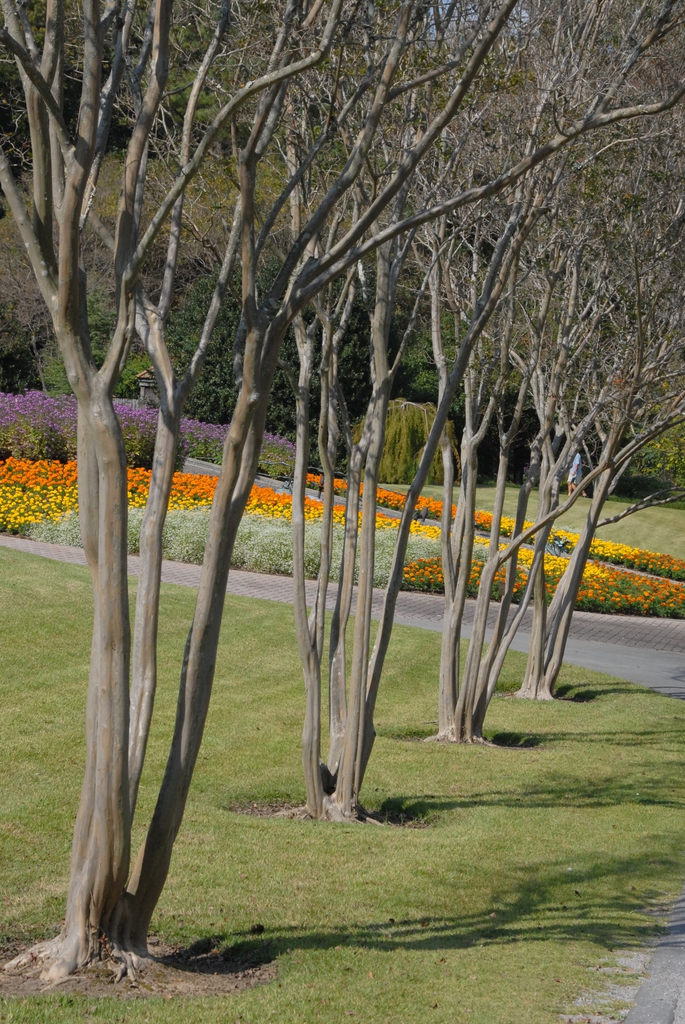Lagerstroemia indica