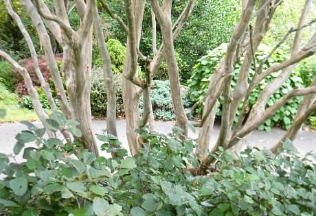 Multrunk Form - Fall - Buncombe Co, NC