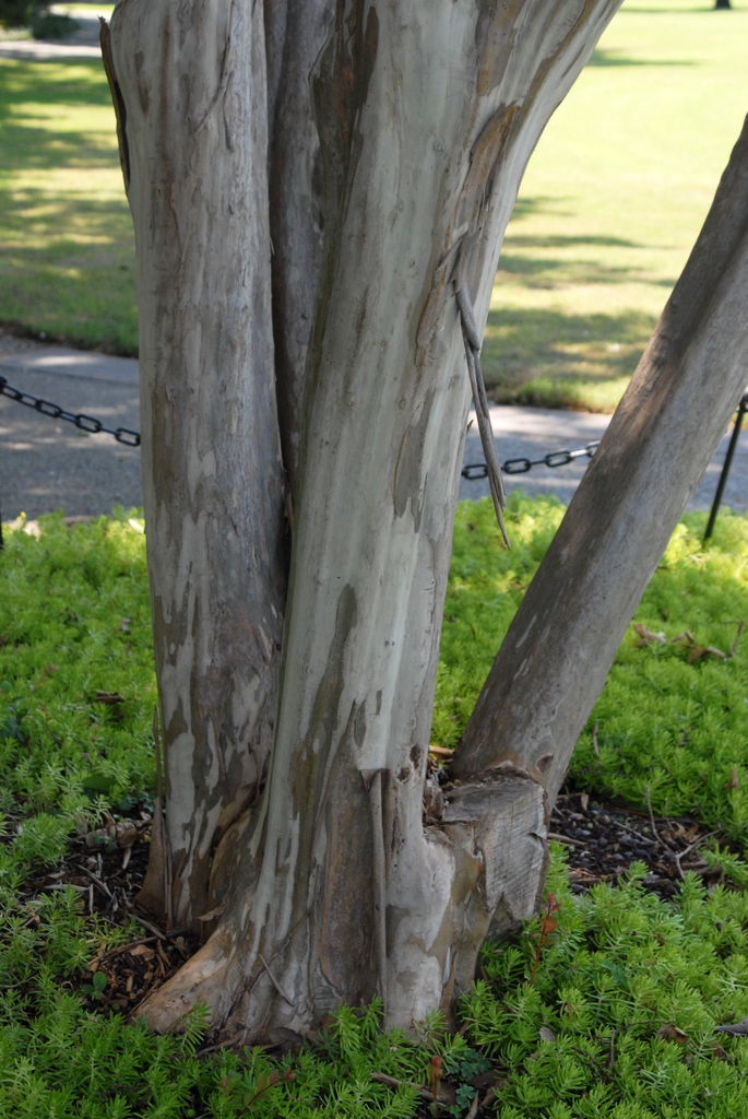 Lagerstroemia indica
