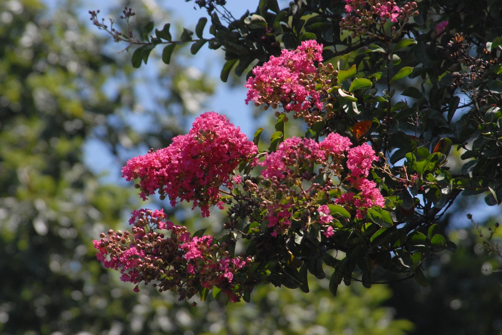 Lagerstroemia indica
