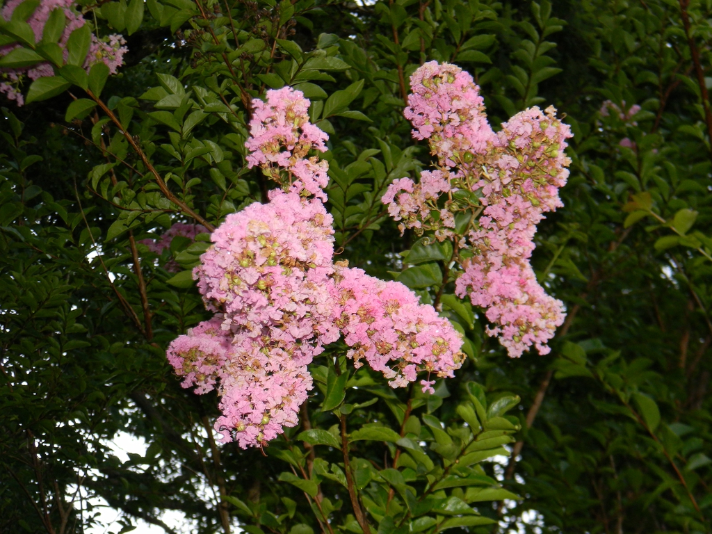 Lagerstroemia indica