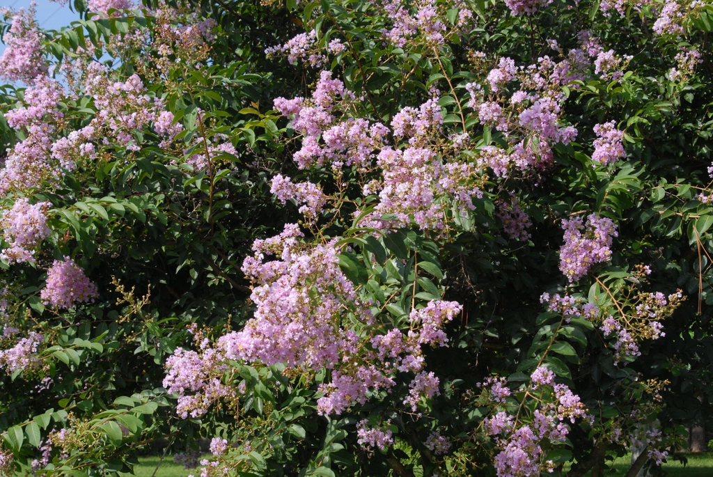 Lagerstroemia indica