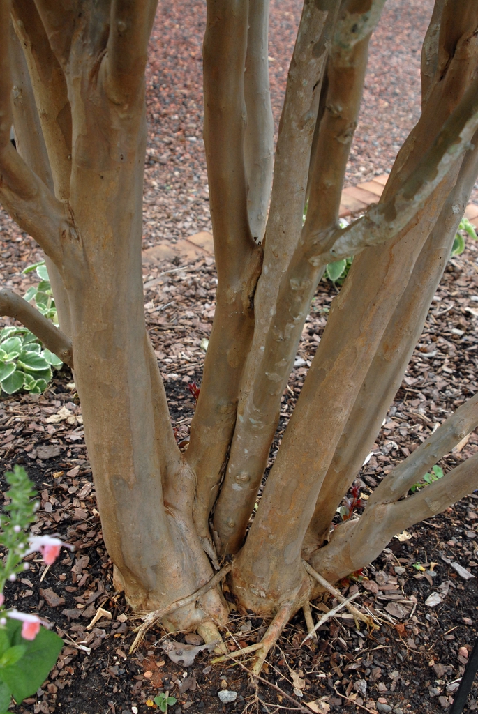 Lagerstroemia indica