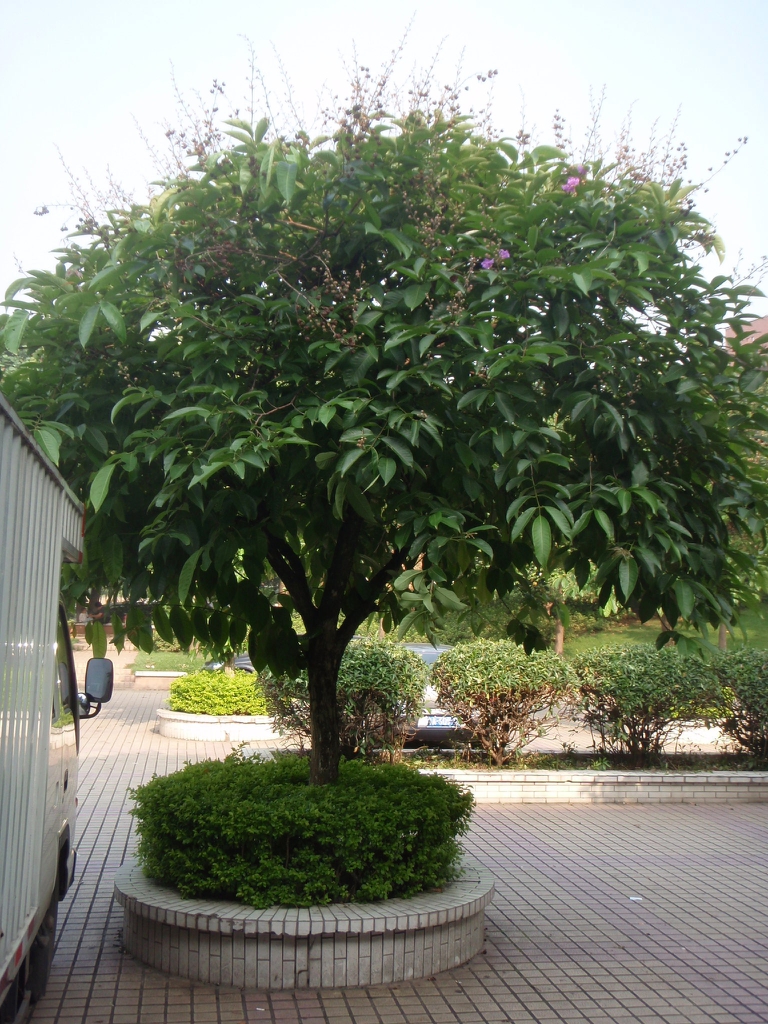 Lagerstroemia speciosa