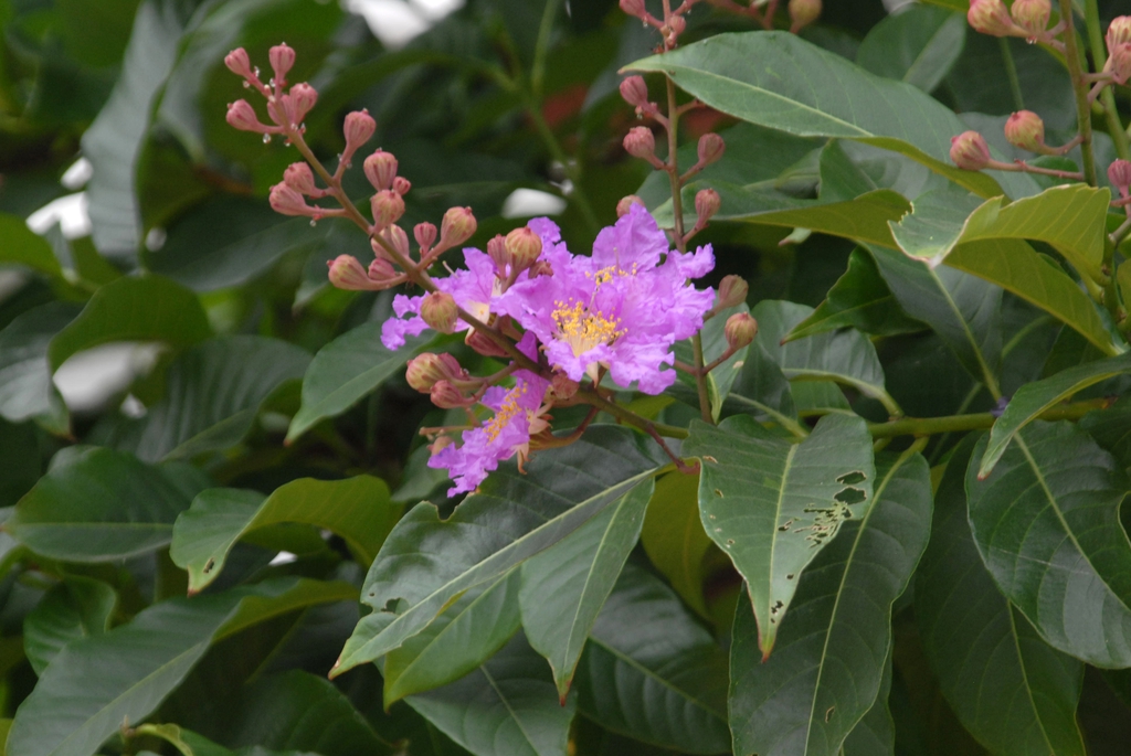 Lagerstroemia speciosa
