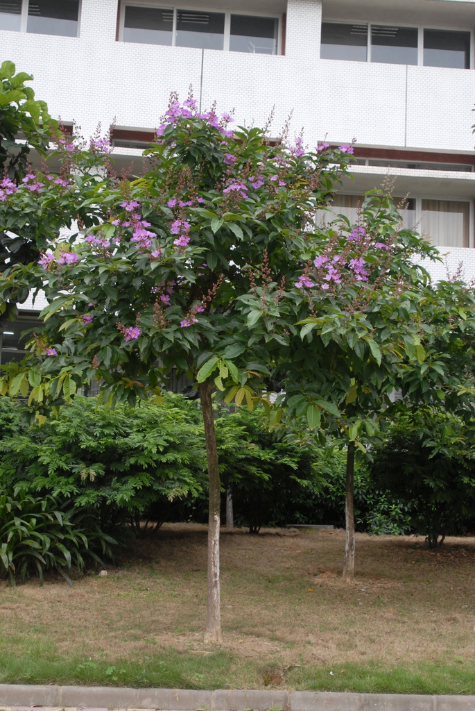 Lagerstroemia speciosa