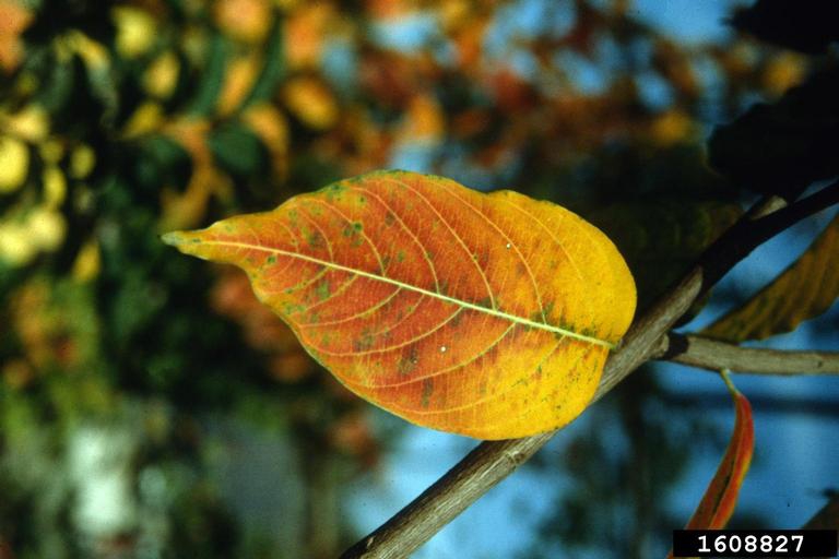 Leaf closeup