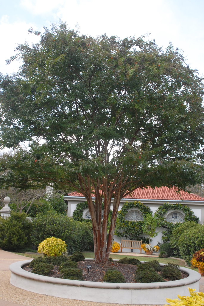 Lagerstroemia 'Natchez'