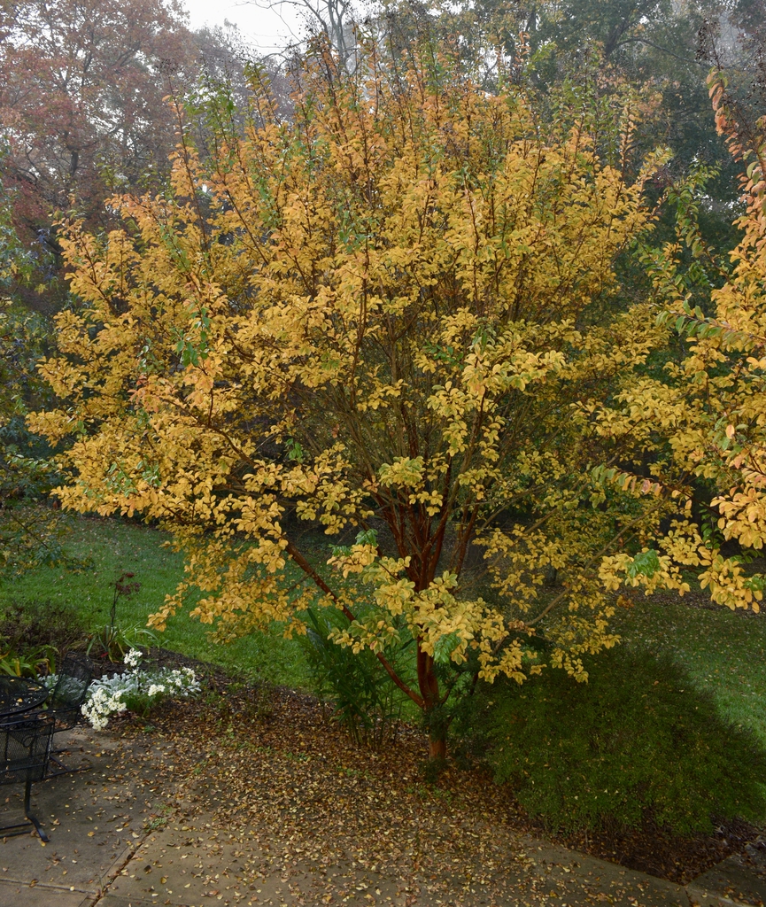 Form - Mid Fall - Wake Co., NC