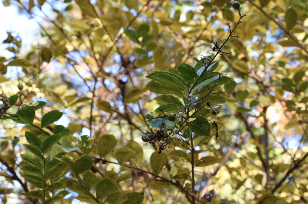 Lagerstromia