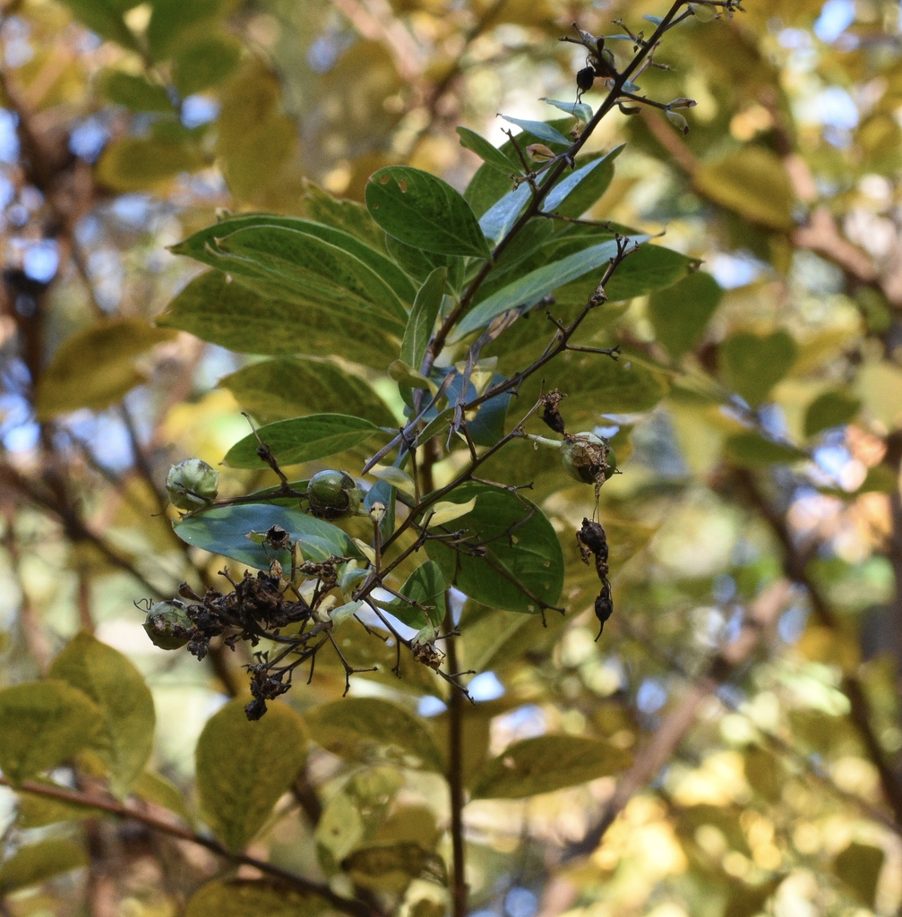 Leaves - Fall- Wake Co., NC