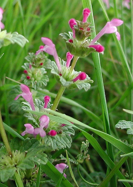 Flowers are whorled around square stems.