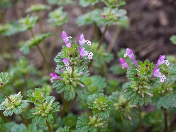 Flowers and leaves