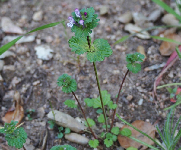 Opposite leaves