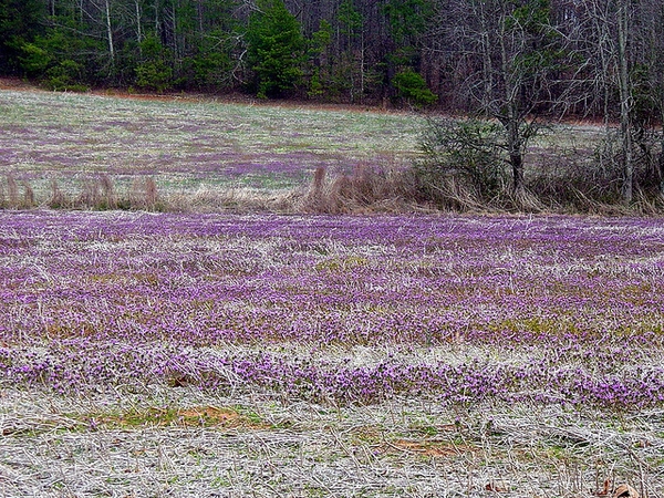 Lamium amplexicaule