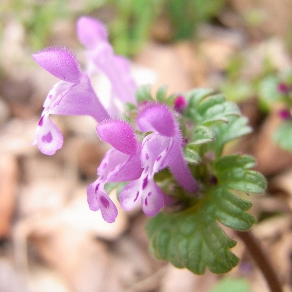 Close up of 2-lipped tubular purple flowers