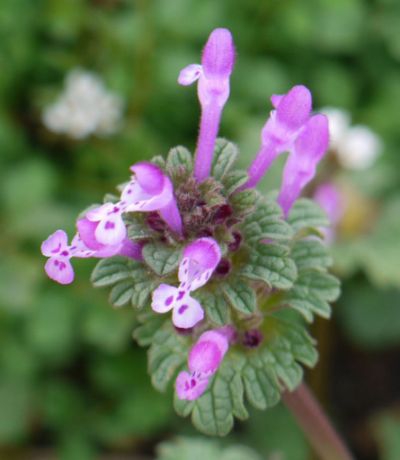 flowers, Wake County, NC