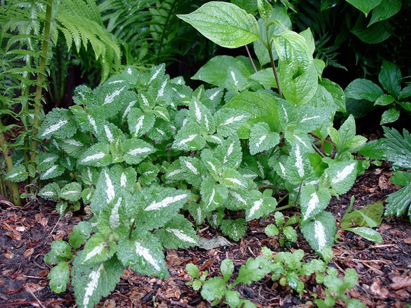 Lamium maculatum