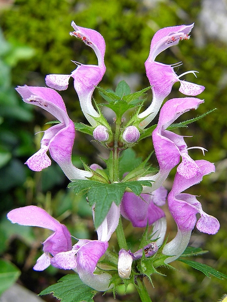 Lamium maculatum