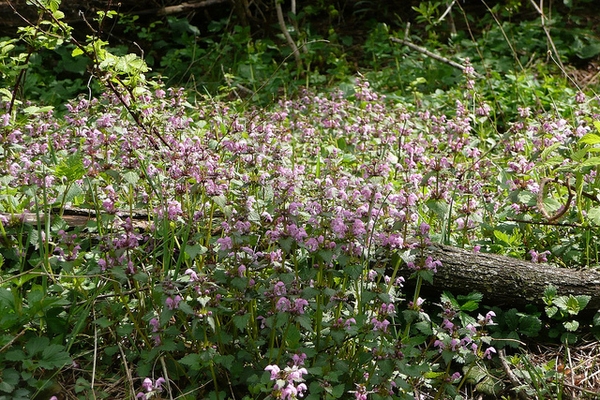 Lamium maculatum
