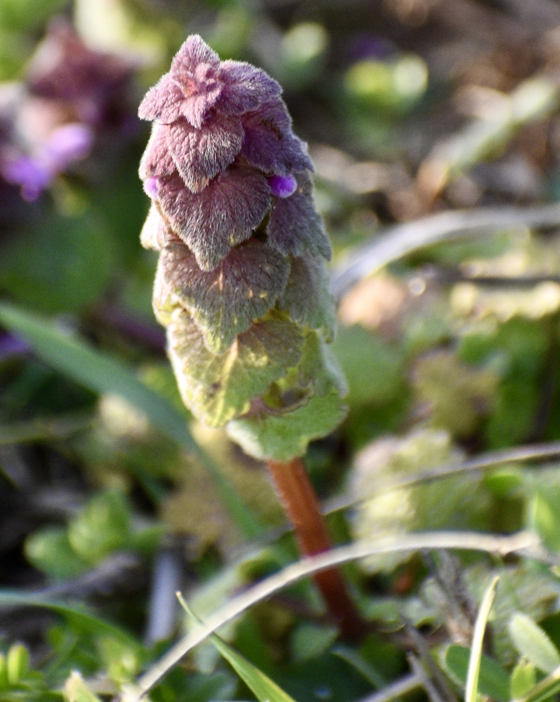 Close-up of flowering shoot, showing leaf arrangement & flower