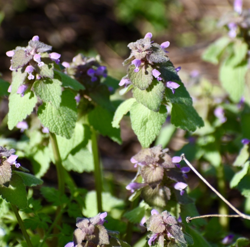 Flowering shoots with reddish new leaves & purple flowers