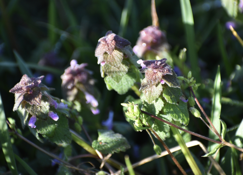 Flowering shoots with reddish new leaves & purple flowers