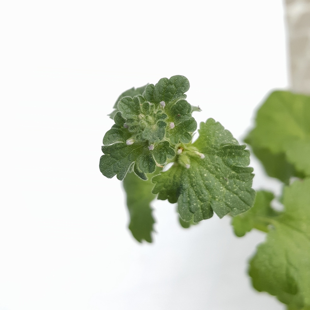 Flower buds