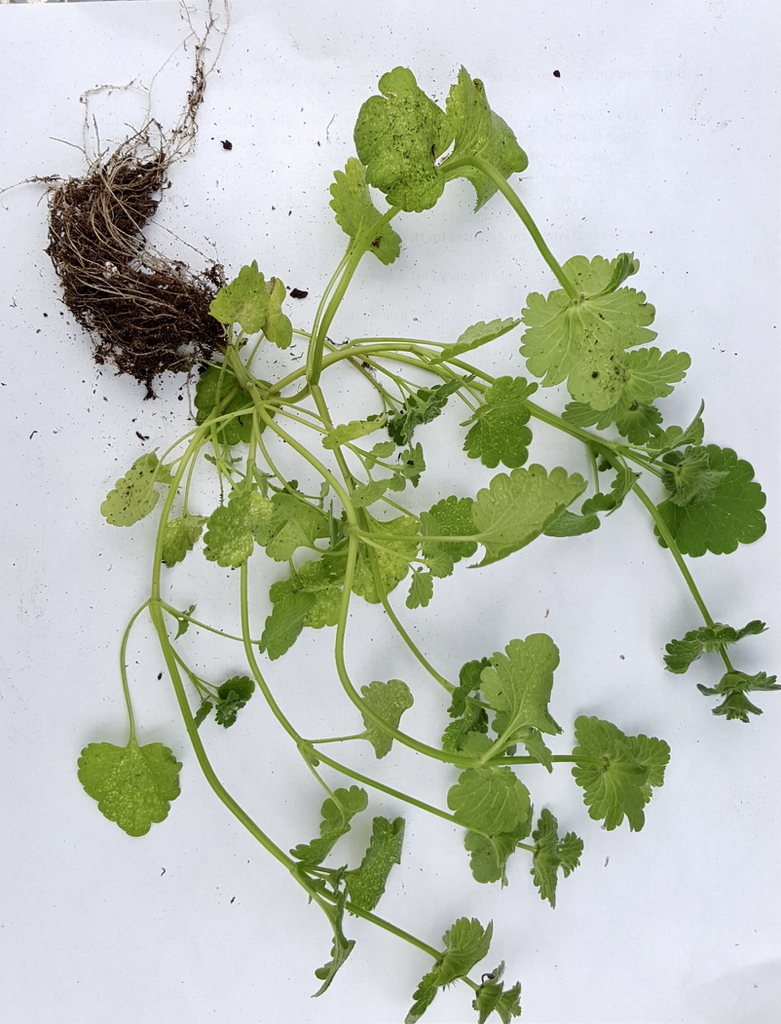 Plant and roots