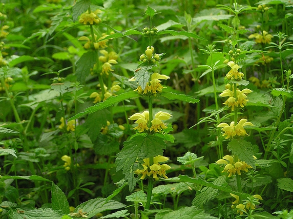 Lamium galeobdolon