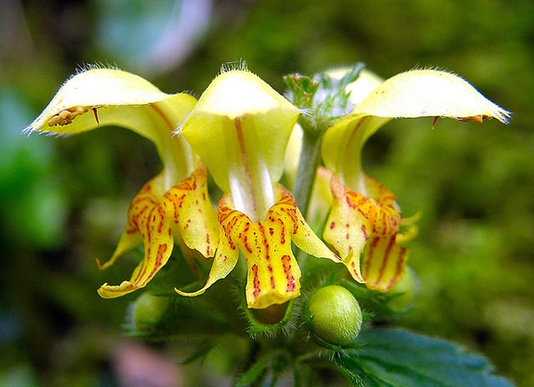Lamium galeobdolon