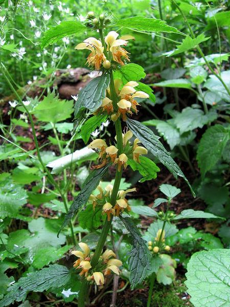 Lamium galeobdolon
