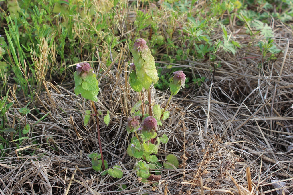 Plant emerging among dead grass. Flowering shoots are reddish