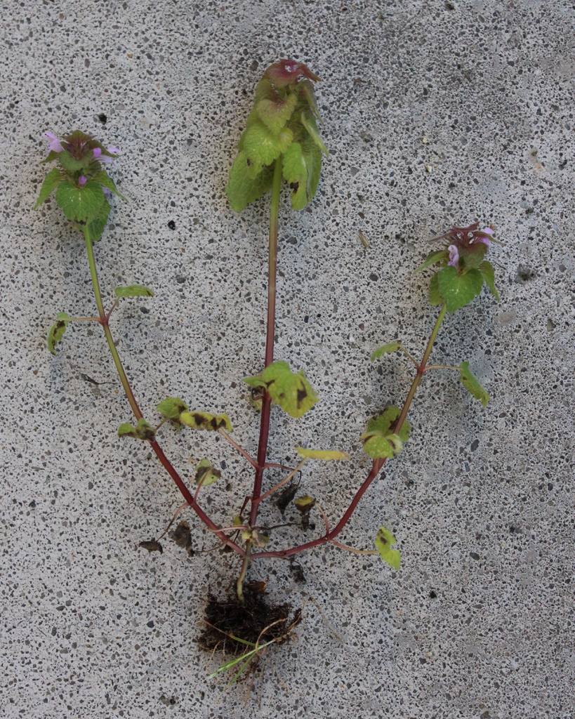Excavated plant showing branching & leaf arrangement
