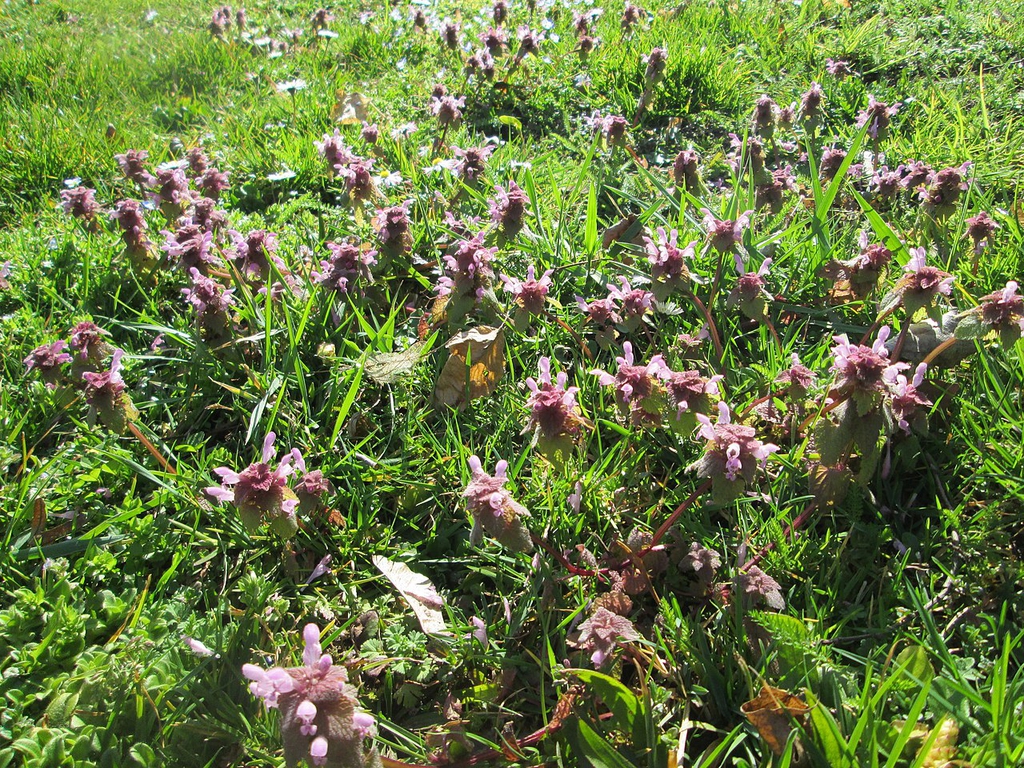 Flowering shoots growing in an unmowed lawn
