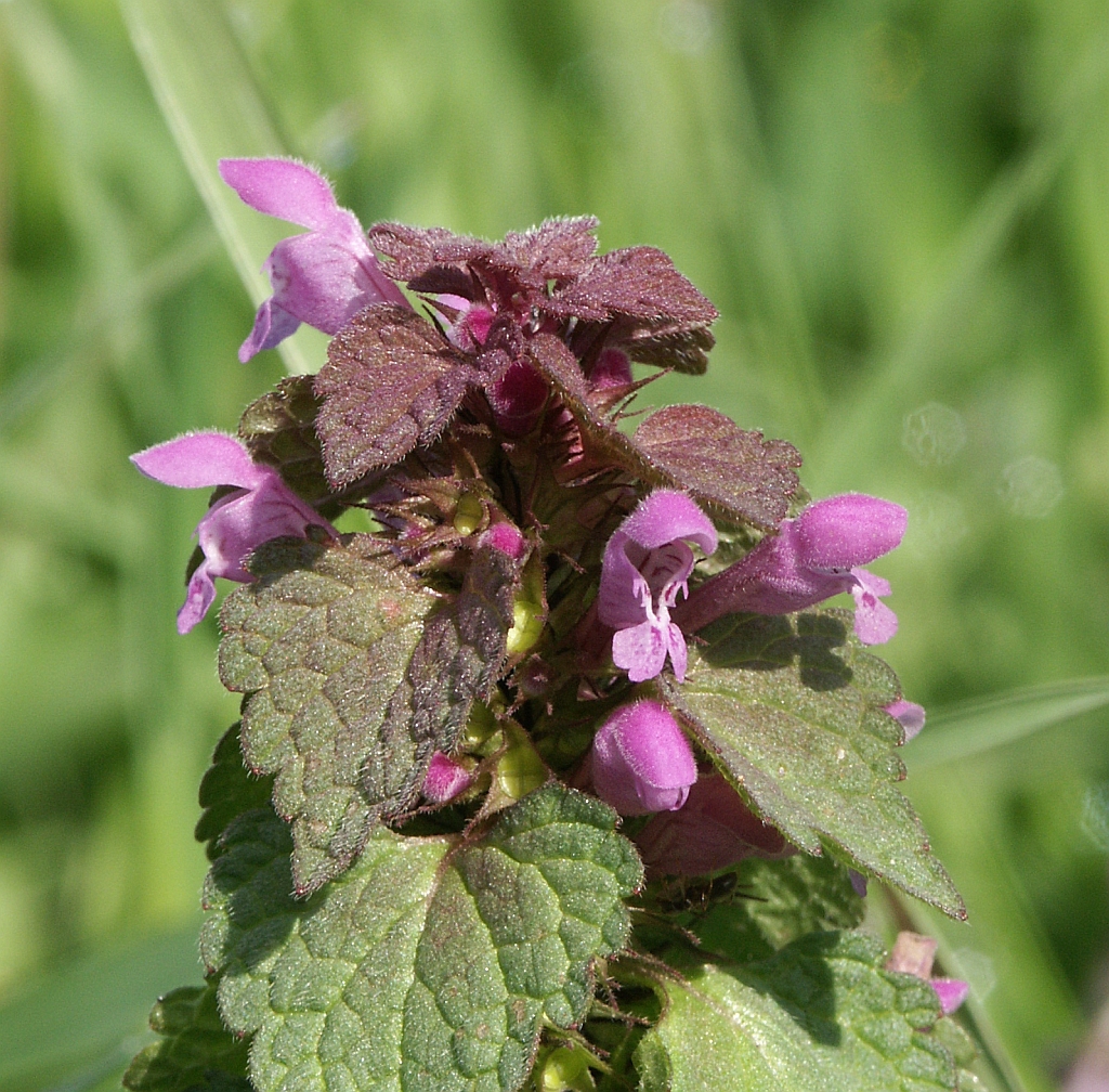 Shoot with reddish new leaves & reddish purple 2-lipped flowers