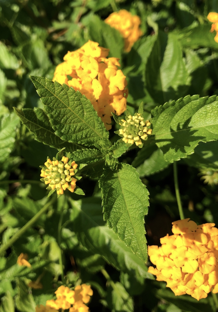 Shoots & foliage & clusters of yellow flowers.
