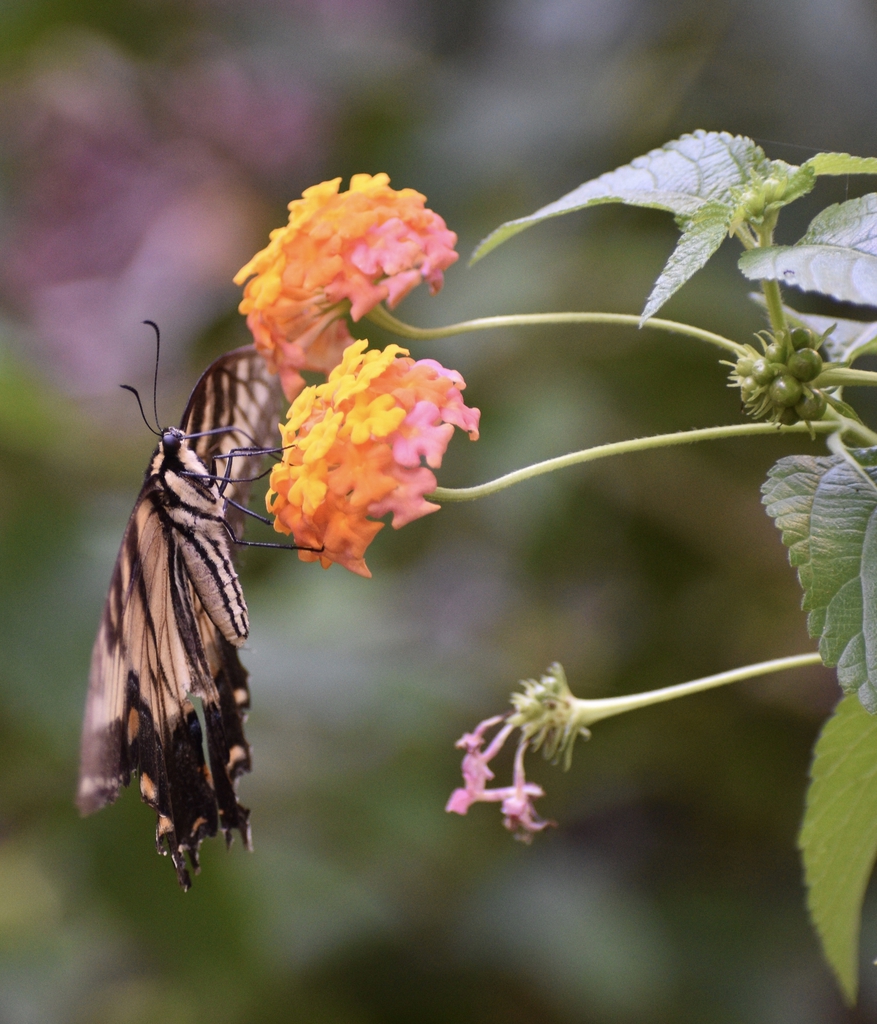 Flower clusters visited by nectaring butterfly.