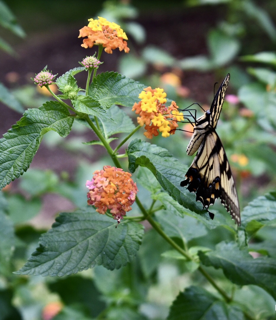 Flower clusters visited by nectaring butterfly.