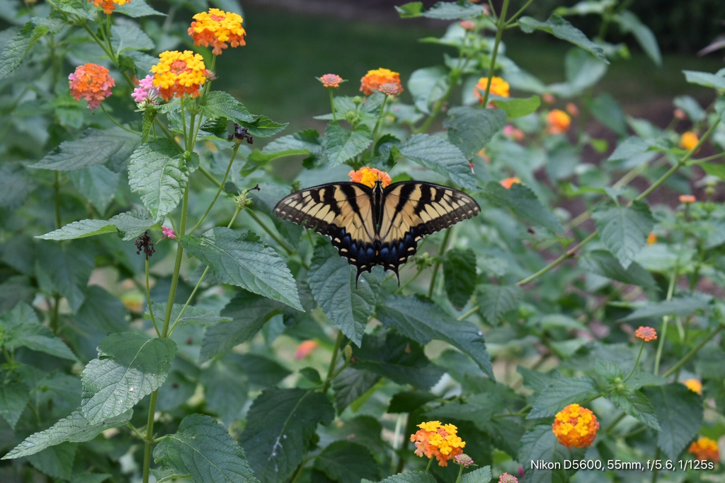 W/ Eastern Tiger Swallowtail - June - Wake Co., NC
