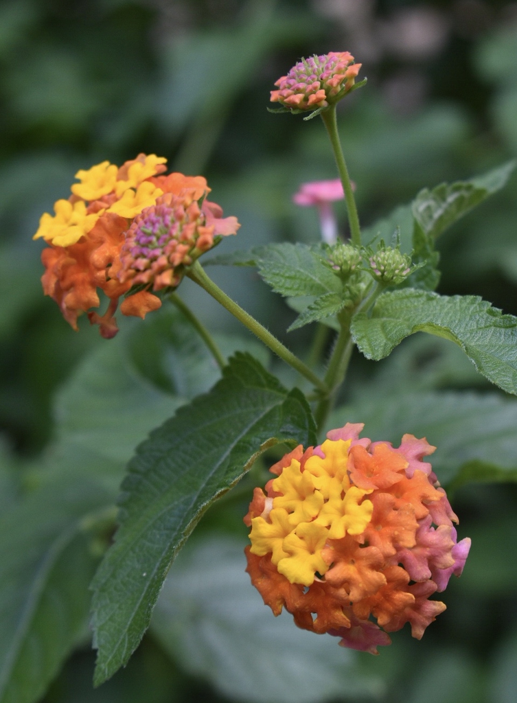 Flower Closeup - Wake Co., NC