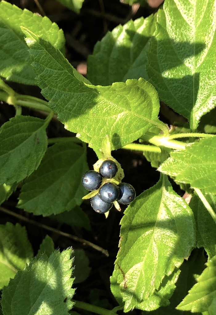 Leafy shoots & a cluster of metallic blue-black drupes.