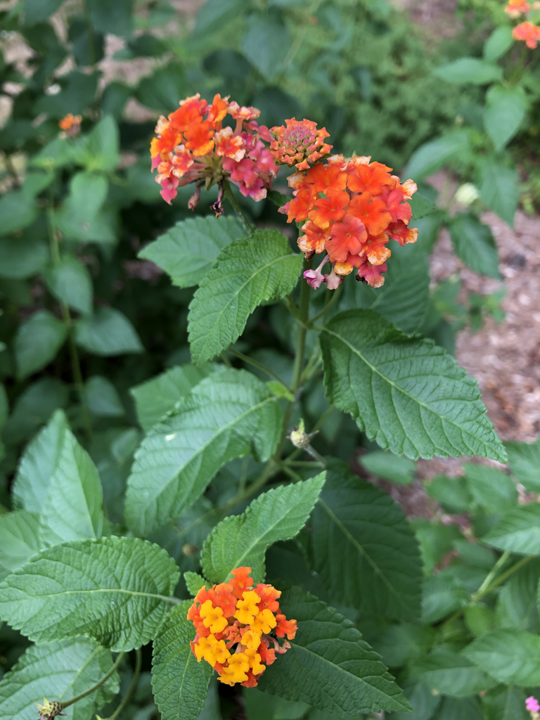 Lantana camara 'Miss Huff'