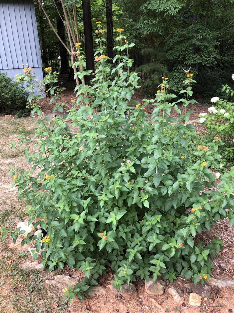 Lantana camara 'Miss Huff'