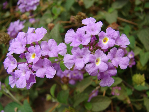 Lantana montevidensis