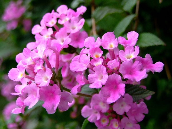 Lantana montevidensis